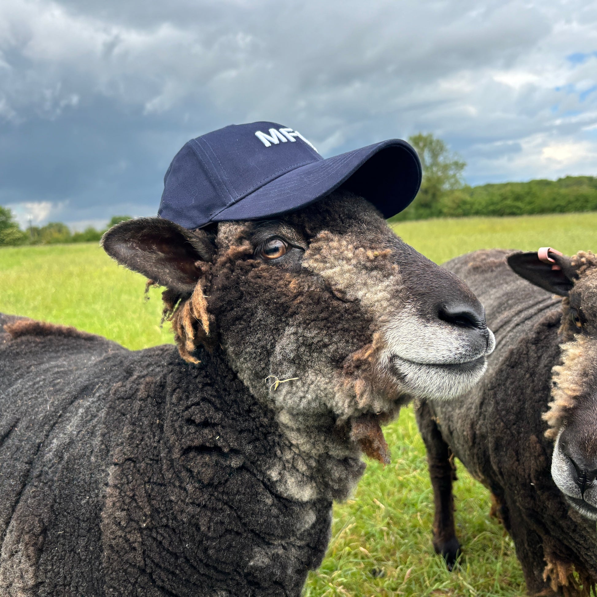 Sheep wearing a blue cap with 'M&S' logo in a grassy field